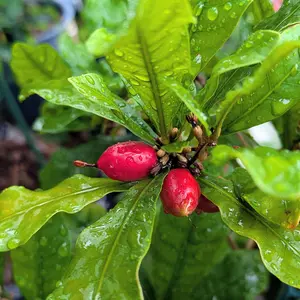 ミラクルフルーツの育て方・栽培方法｜植物図鑑｜みんなの趣味の園芸