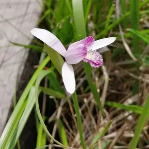 トキソウとは｜育て方がわかる植物図鑑｜みんなの趣味の園芸（NHK出版）