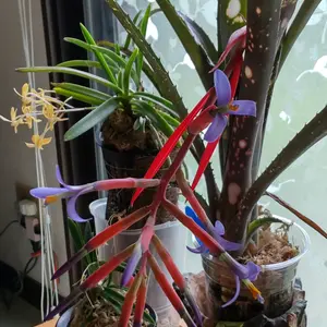 ビルベルギアの種類（原種、品種）｜植物図鑑｜みんなの趣味の園芸