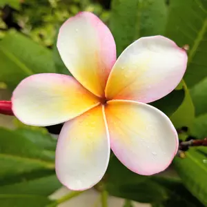 プルメリアの種類（原種、品種）｜植物図鑑｜みんなの趣味の園芸（NHK