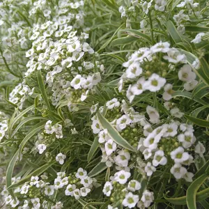 アリッサムの種類（原種、品種）｜植物図鑑｜みんなの趣味の園芸（NHK