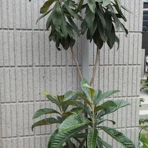 ビワとは｜育て方がわかる植物図鑑｜みんなの趣味の園芸（NHK出版）