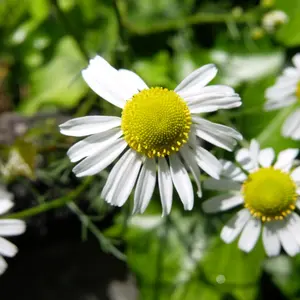 ローマンカモミールの種類（原種、品種）｜植物図鑑｜みんなの趣味の