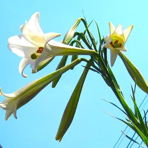 ユリ（百合）の種類（原種、品種）｜植物図鑑｜みんなの趣味の園芸