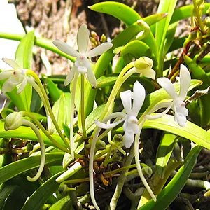 フウランの写真｜植物図鑑｜みんなの趣味の園芸