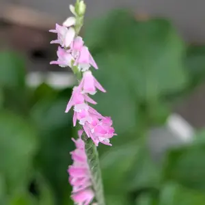 ネジバナの種類（原種、品種）｜植物図鑑｜みんなの趣味の園芸（NHK出版）