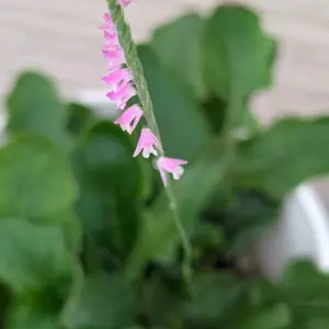 ネジバナの種類（原種、品種）｜植物図鑑｜みんなの趣味の園芸（NHK出版）