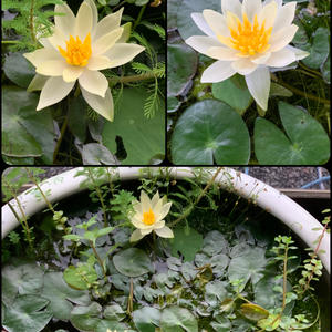 ハスの育て方・栽培方法｜植物図鑑｜みんなの趣味の園芸（NHK出版）