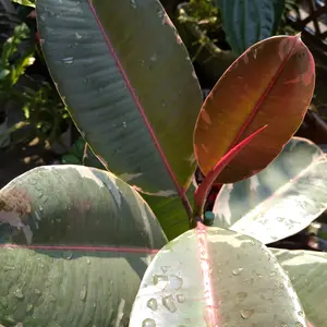 インドゴムノキ（フィカス・エラスティカ）とは｜育て方がわかる植物