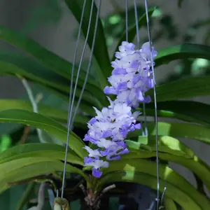 リンコスティリスの種類（原種、品種）｜植物図鑑｜みんなの趣味の園芸