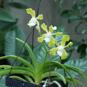 バンダ写真吊り2株花付写真品物120センチ位 バンダの写真｜植物図鑑｜みんなの趣味の園芸