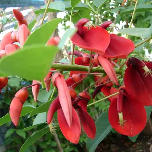 アメリカデイゴとは｜育て方がわかる植物図鑑｜みんなの趣味の園芸