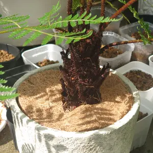 ヘゴの種類（原種、品種）｜植物図鑑｜みんなの趣味の園芸（NHK出版）