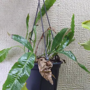 アグラオモルファの種類（原種、品種）｜植物図鑑｜みんなの趣味の園芸