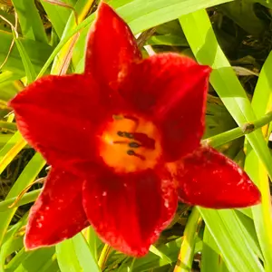ヘメロカリスの種類（原種、品種）｜植物図鑑｜みんなの趣味の園芸
