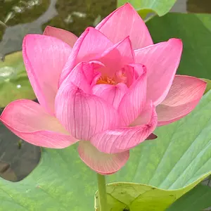 ハスの育て方・栽培方法｜植物図鑑｜みんなの趣味の園芸（NHK出版）