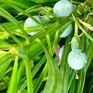 イヌマキとは｜育て方がわかる植物図鑑｜みんなの趣味の園芸（NHK出版）