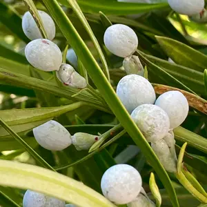 イヌマキとは｜育て方がわかる植物図鑑｜みんなの趣味の園芸（NHK出版）