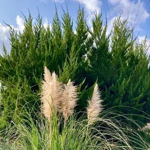 パンパスグラスの写真｜植物図鑑｜みんなの趣味の園芸