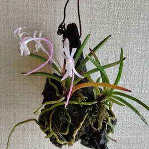 天然フウラン全部まとめて！！ フウランの種類（原種、品種）｜植物図鑑｜みんなの趣味の園芸（NHK出版）