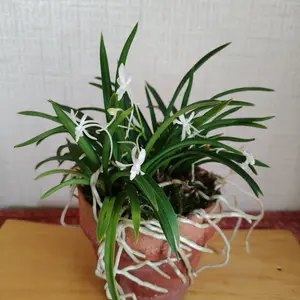 フウランの写真｜植物図鑑｜みんなの趣味の園芸