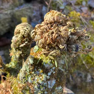 イワヒバの写真｜植物図鑑｜みんなの趣味の園芸