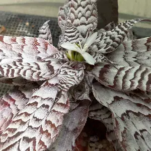 クリプタンサスの育て方・栽培方法｜植物図鑑｜みんなの趣味の園芸