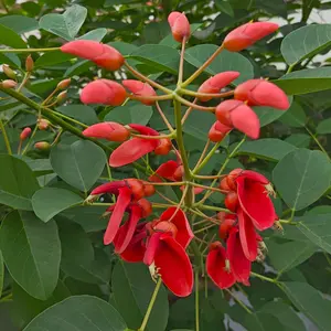 アメリカデイゴとは｜育て方がわかる植物図鑑｜みんなの趣味の園芸