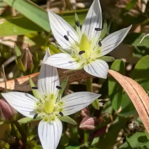 センブリとは｜育て方がわかる植物図鑑｜みんなの趣味の園芸（NHK出版）