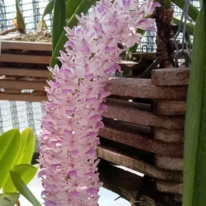 リンコスティリスの種類（原種、品種）｜植物図鑑｜みんなの趣味の園芸