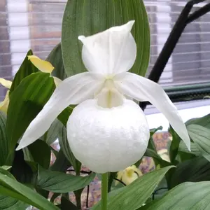 アツモリソウとは｜育て方がわかる植物図鑑｜みんなの趣味の園芸（NHK