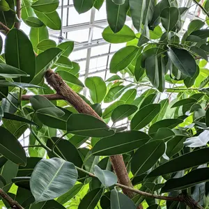インドゴムノキ（フィカス・エラスティカ）とは｜育て方がわかる植物