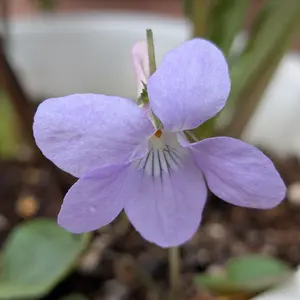 タチツボスミレとは｜育て方がわかる植物図鑑｜みんなの趣味の園芸