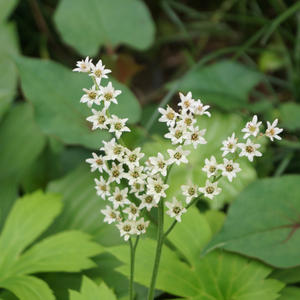 タンチョウソウとは｜育て方がわかる植物図鑑｜みんなの趣味の園芸 耐寒性強山野草イワヤツデ塊根植物2株