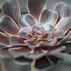 アエオニウムの育て方・栽培方法｜植物図鑑｜みんなの趣味の園芸（NHK