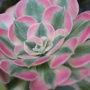 観葉植物 アエオニウム錦❤️ 海仙❤️状態図 アエオニウムの育て方・栽培方法｜植物図鑑｜みんなの趣味の園芸（NHK