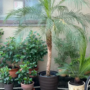 フェニックス・ロベレニーとは｜育て方がわかる植物図鑑｜みんなの趣味