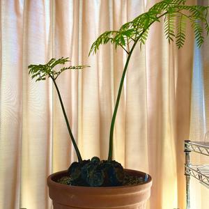 リュウビンタイの種類（原種、品種）｜植物図鑑｜みんなの趣味の園芸 