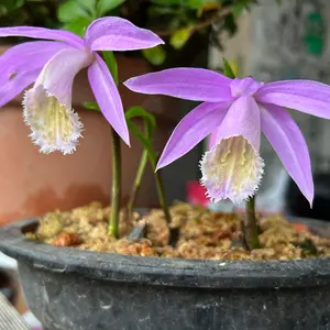 タイリントキソウとは｜育て方がわかる植物図鑑｜みんなの趣味の園芸