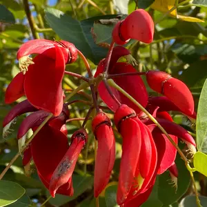 アメリカデイゴとは｜育て方がわかる植物図鑑｜みんなの趣味の園芸