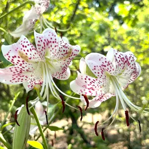 ユリ（百合）の種類（原種、品種）｜植物図鑑｜みんなの趣味の園芸