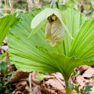クマガイソウの種類（原種、品種）｜植物図鑑｜みんなの趣味の園芸