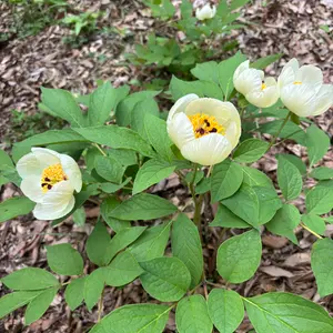 ヤマシャクヤクの種類（原種、品種）｜植物図鑑｜みんなの趣味の園芸
