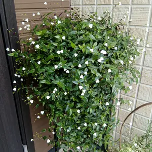 ブライダルベールとは｜育て方がわかる植物図鑑｜みんなの趣味の園芸