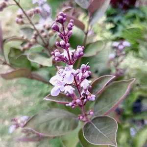 セイヨウニンジンボクの種類（原種、品種）｜植物図鑑｜みんなの趣味の