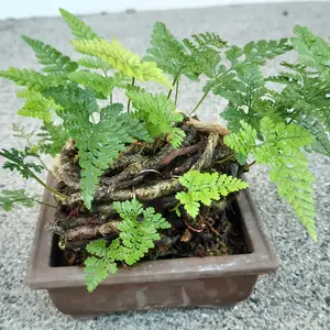 シノブ、トキワシノブの写真｜植物図鑑｜みんなの趣味の園芸
