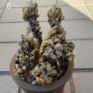 イワヒバの写真｜植物図鑑｜みんなの趣味の園芸