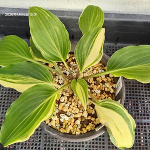 イワギボウシの種類（原種、品種）｜植物図鑑｜みんなの趣味の園芸