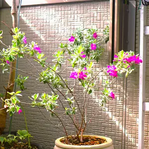 レウコフィラムの育て方・栽培方法｜植物図鑑｜みんなの趣味の園芸