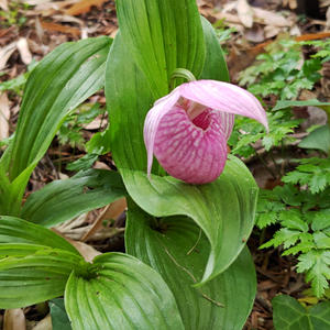 アツモリソウの種類（原種、品種）｜植物図鑑｜みんなの趣味の園芸